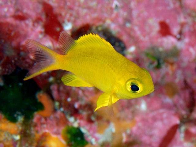 Whitetail Chromis