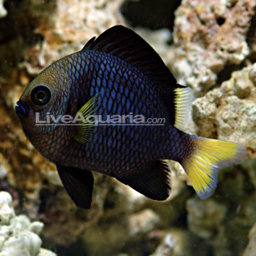 Yellowtail Blue Damsel