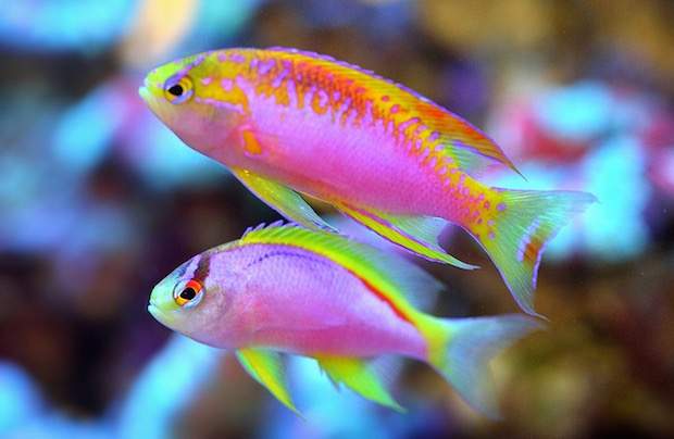 Long-Fin Anthias