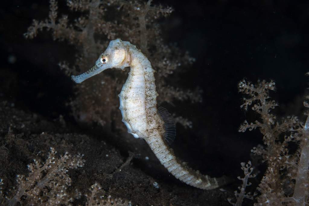 Three-Spot Seahorse