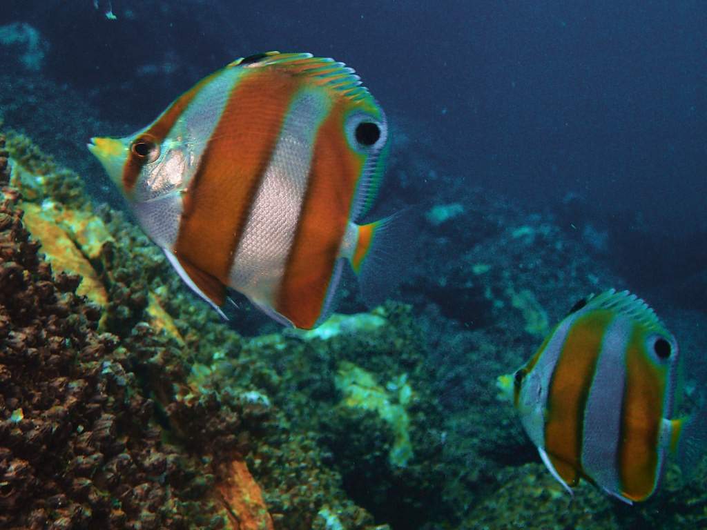 Modest Butterflyfish