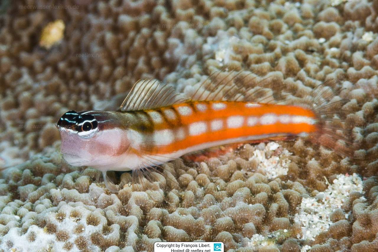 Banda Blenny