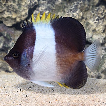 Brown-and-White Butterflyfish