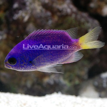 Clipperton Angelfish