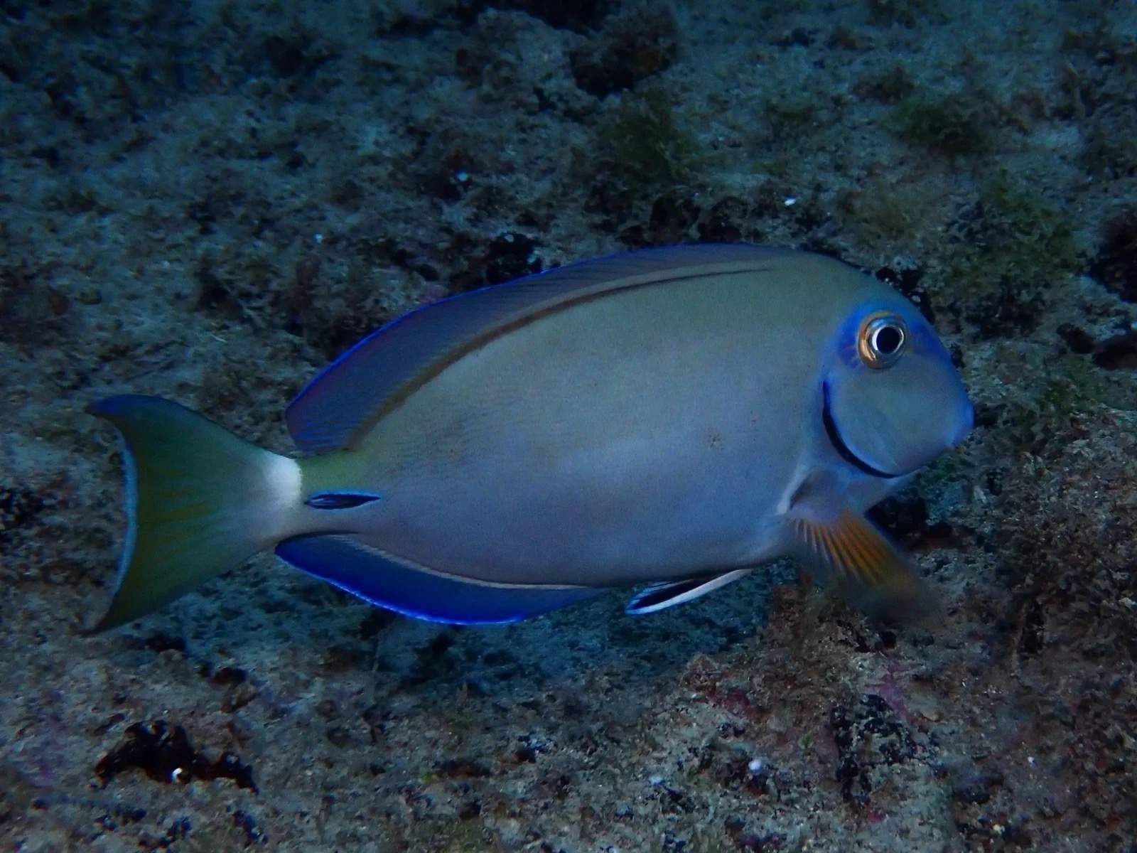 Randall's Surgeonfish