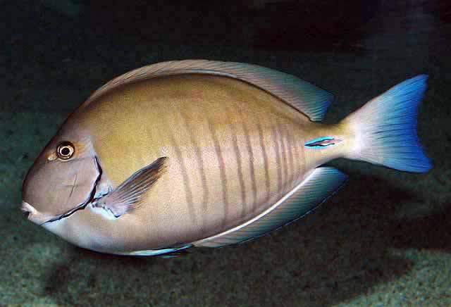 Doctorfish