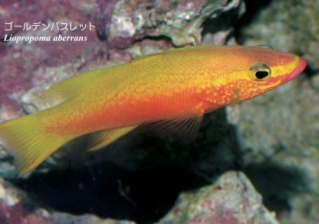Orangeback Basslet