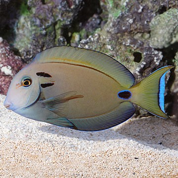 Doubleband Surgeonfish
