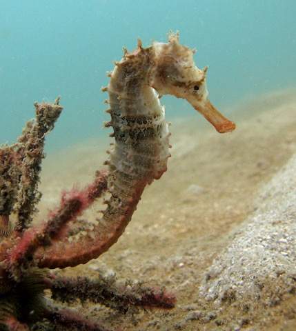Hedgehog Seahorse