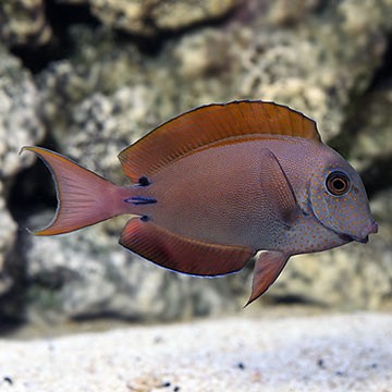Brown Surgeonfish