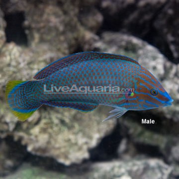 Grey-Head Wrasse