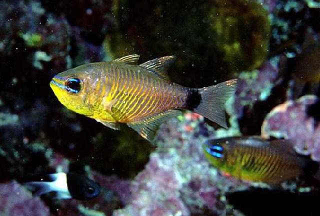 Orange-Lined Cardinalfish