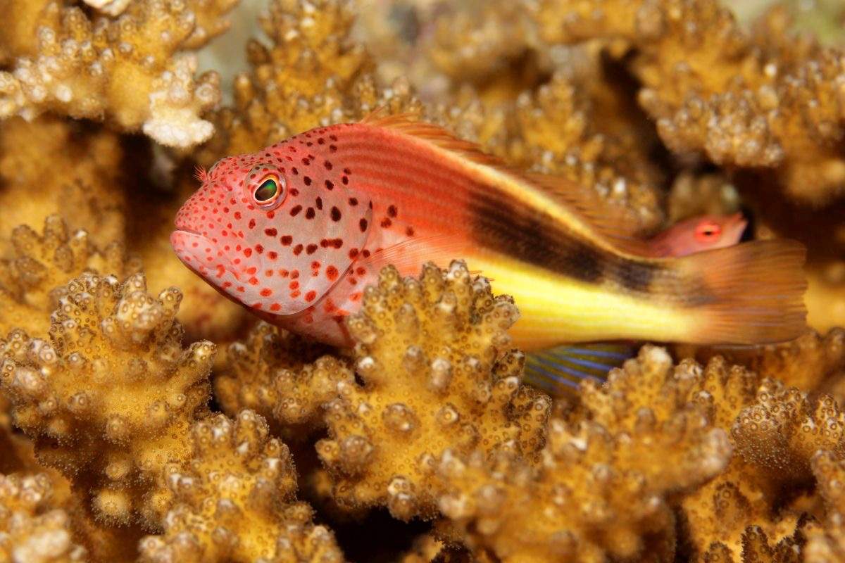 Forster's Hawkfish