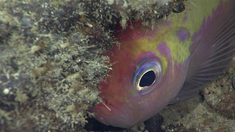 Woods' Anthias