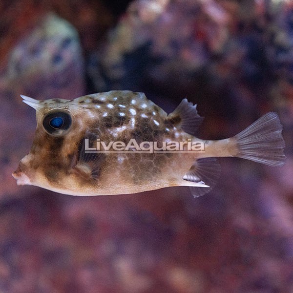 Shaw's Cowfish