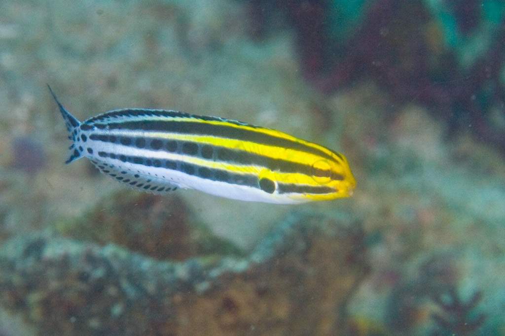 Dark Fangblenny