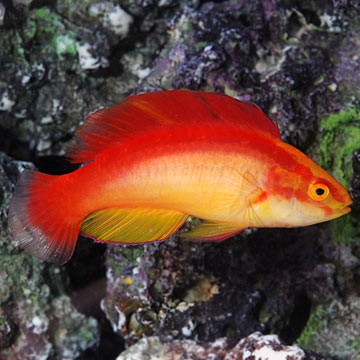 Filament-fin Fairy Wrasse