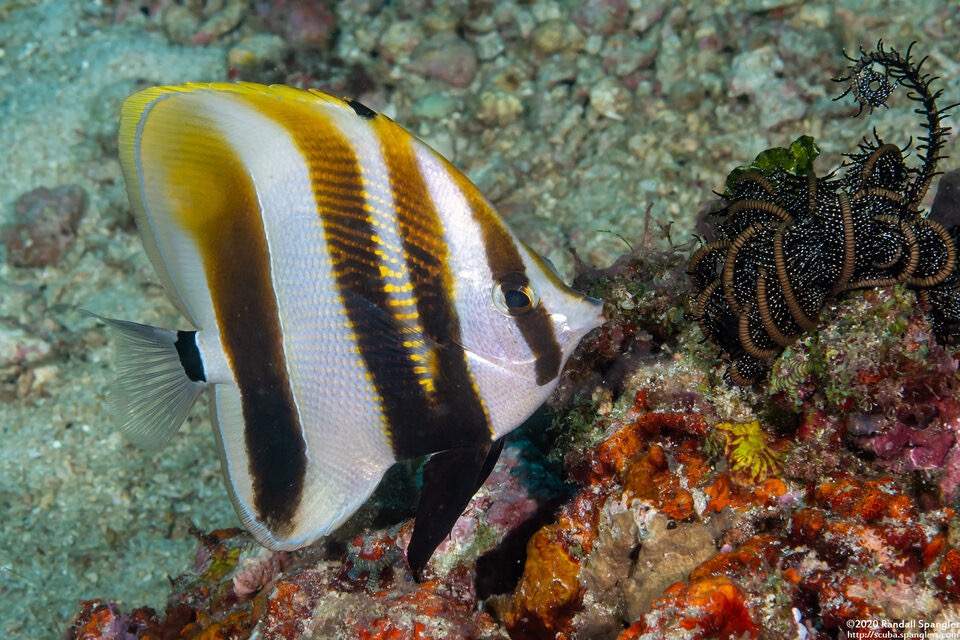 Highfin Coralfish