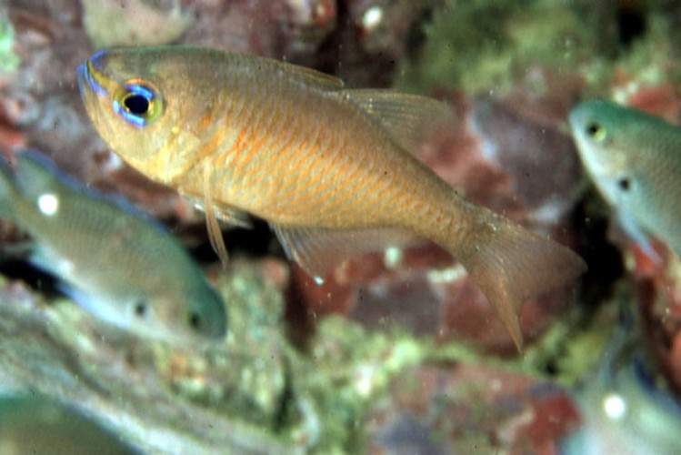 Orange-Lined Cardinalfish