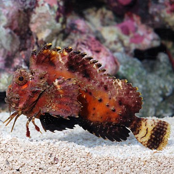 Orange-Lined Triggerfish