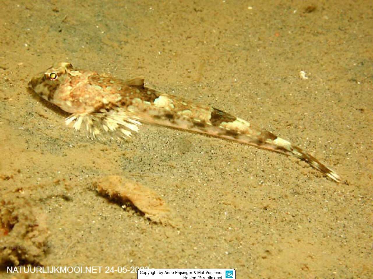 Decorated Dragonet