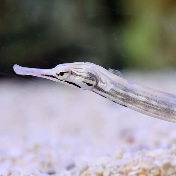 Ornate Pipefish