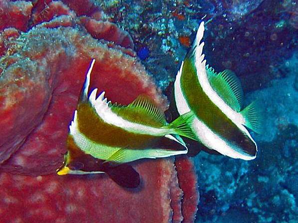 Threeband Pennantfish