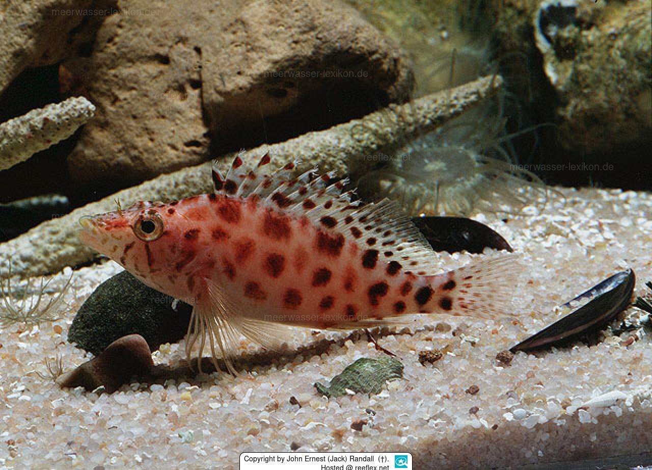Guichenot's Hawkfish