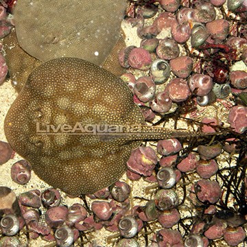 Chilean Round Stingray EXPERT ONLY