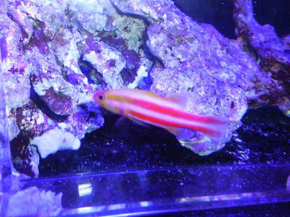 Barber Basslet