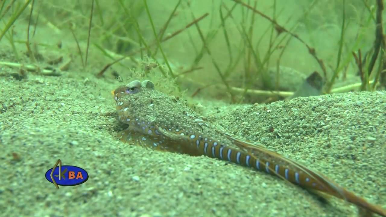 Strange Dragonet