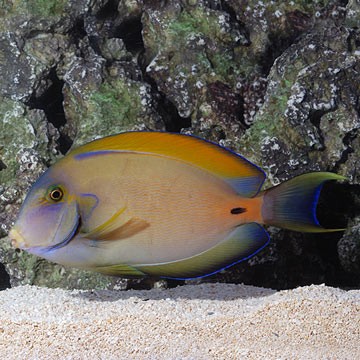 Fowler's Surgeonfish