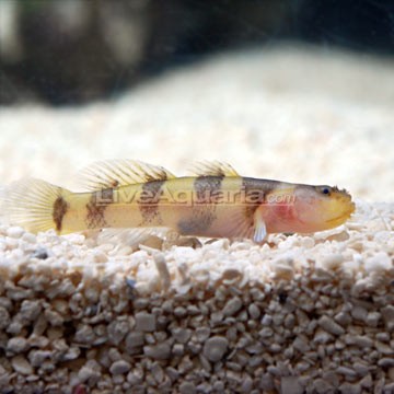 Hana Goby