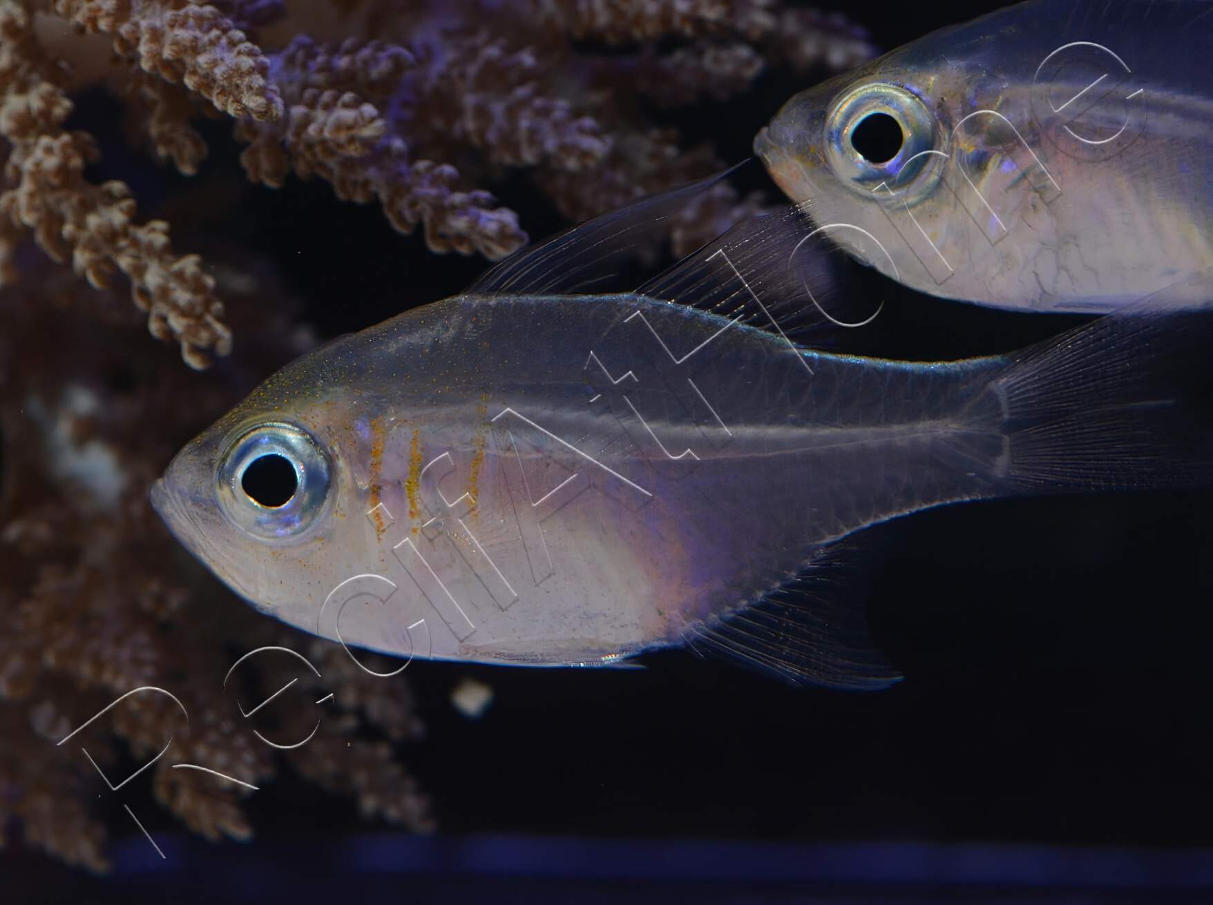 Threadfin Cardinalfish