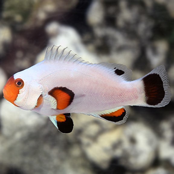 Wyoming White Clownfish
