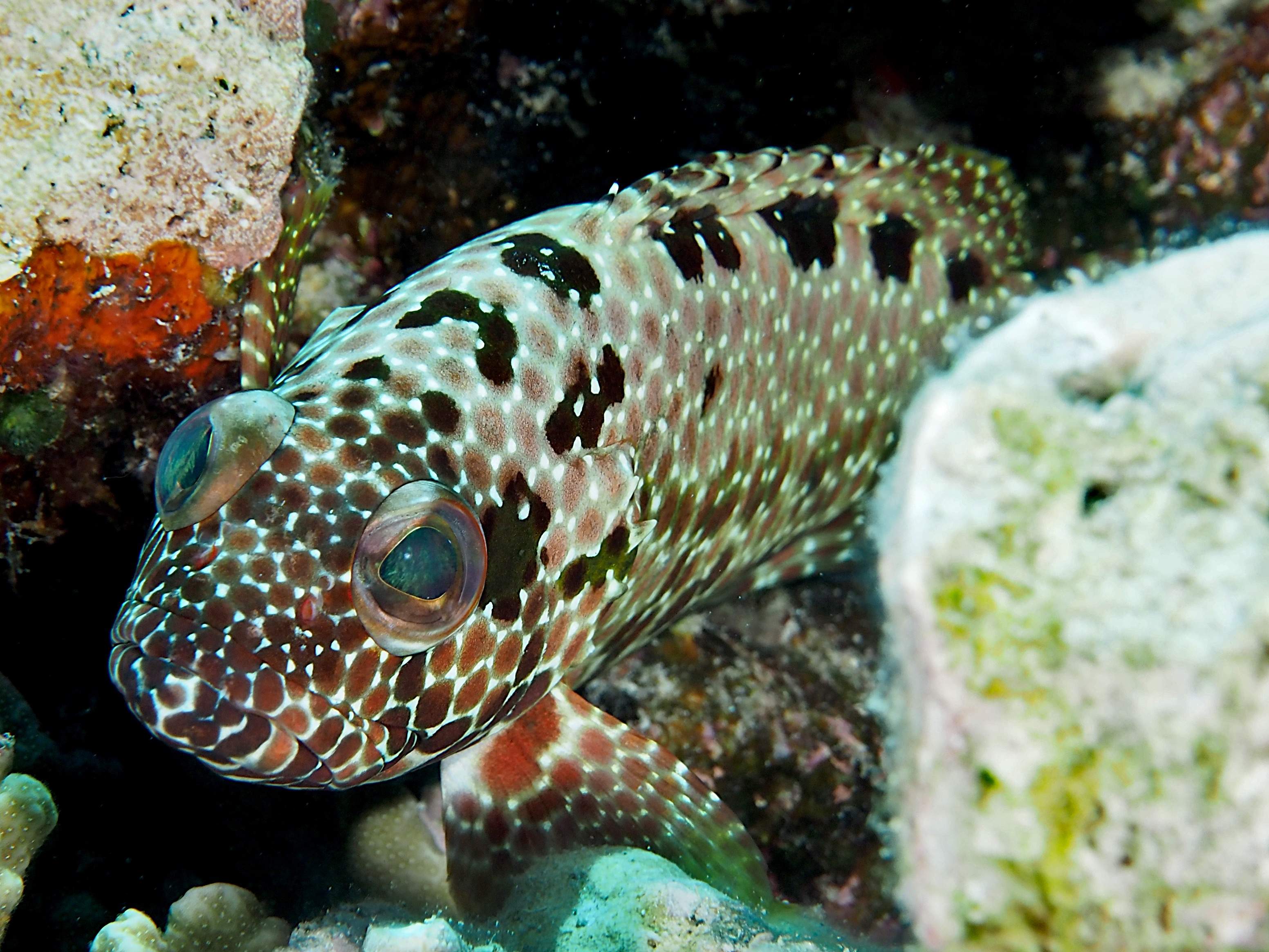 Starspotted Grouper