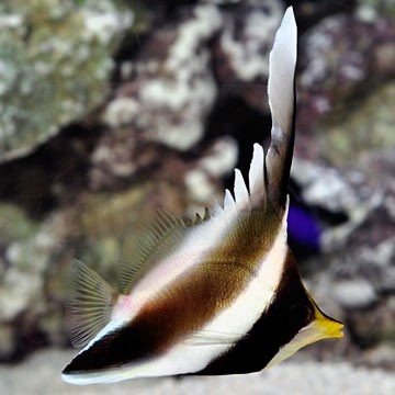 Three-spot Squirrelfish