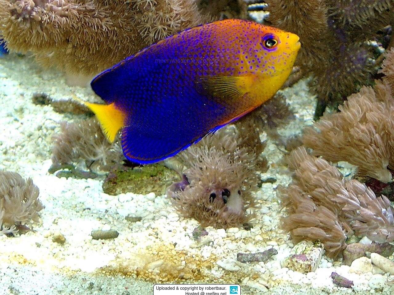 Japanese Angelfish
