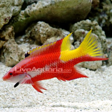 Blackfin Hogfish