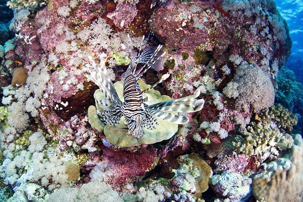Two-spot Lionfish