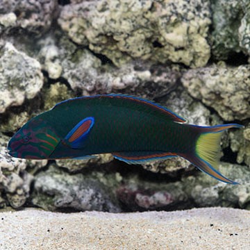 Lyretail Hogfish
