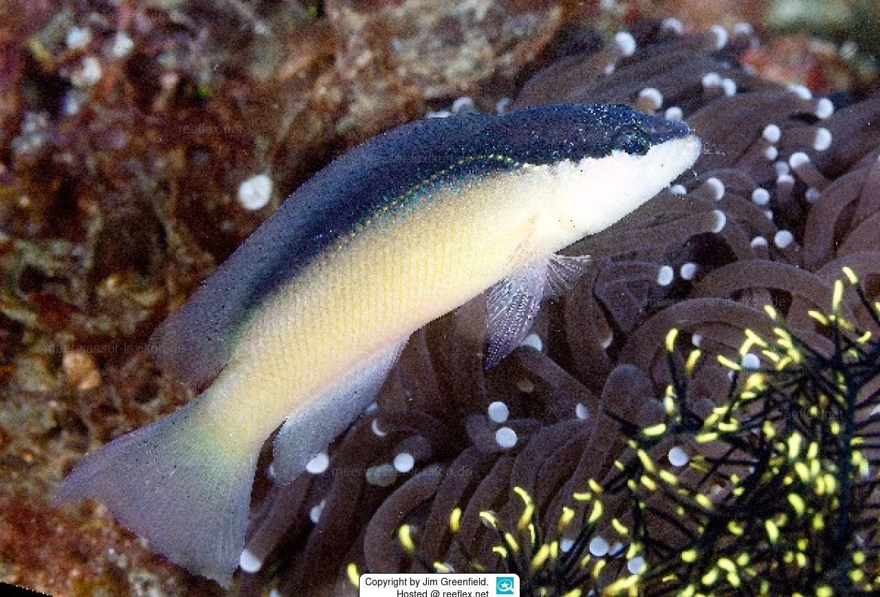 Persian Dottyback