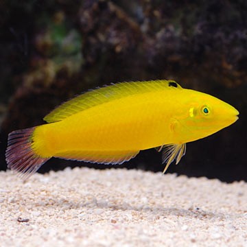 Yellow-Back Fairy Wrasse