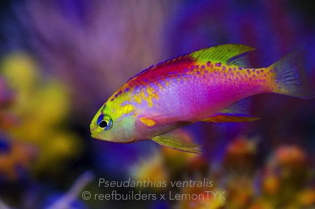Winnie's Anthias