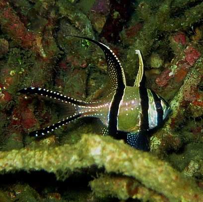 Sailfin Cardinalfish