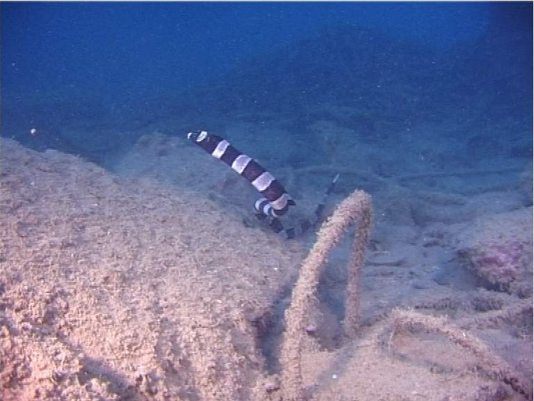 Halfbanded Snake Eel