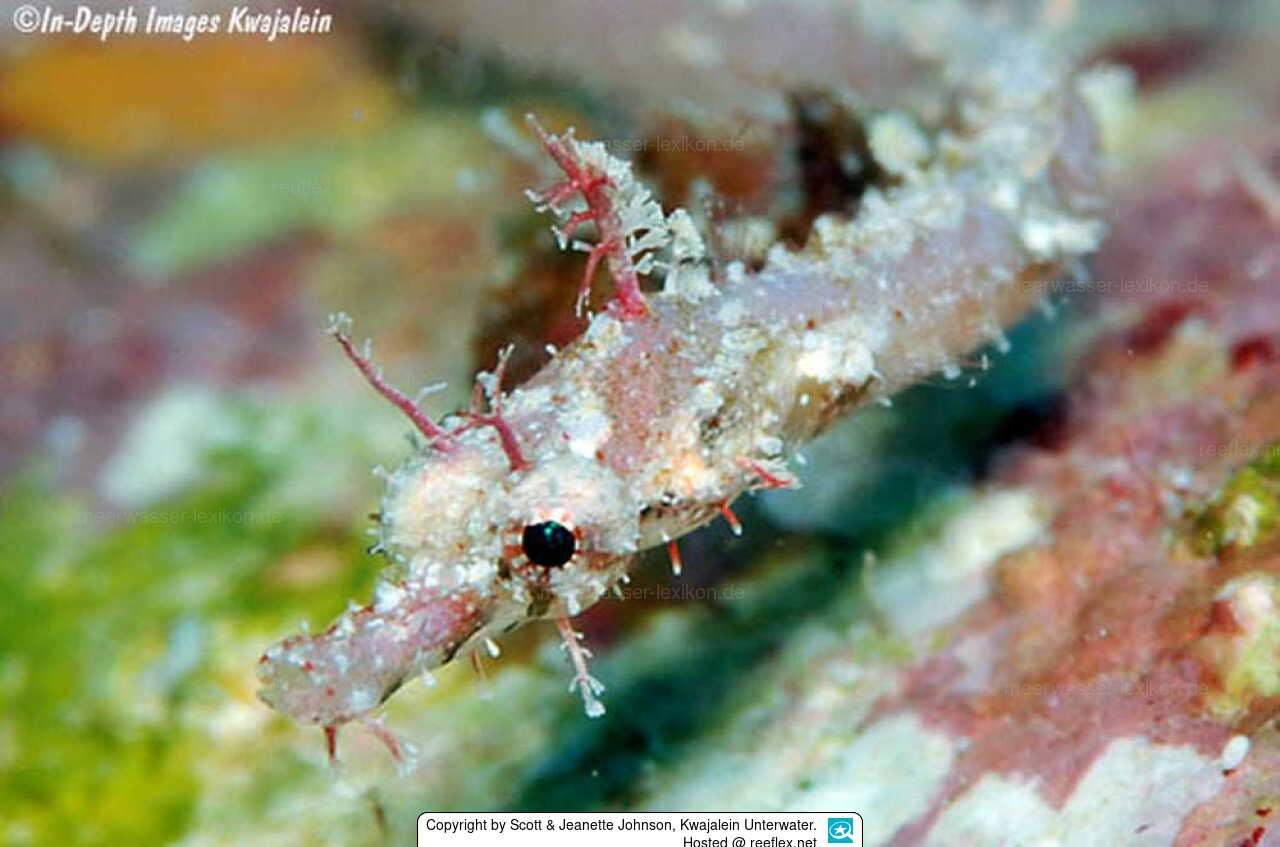 Gray's Pipefish