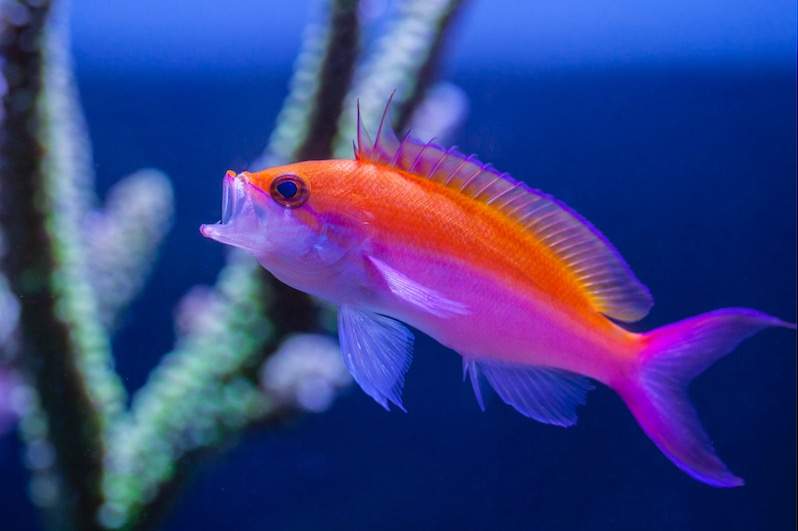 Roughlip Anthias