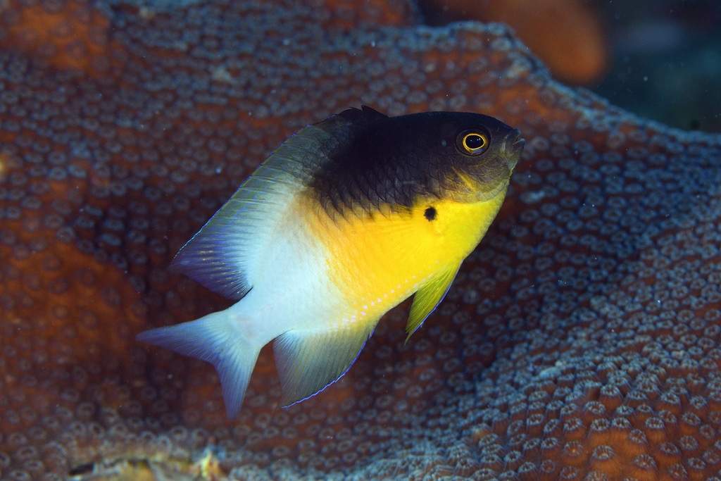 Bicolor Chromis