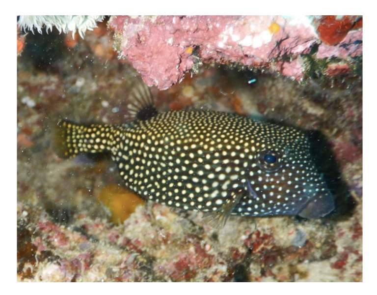 Longhorn Cowfish